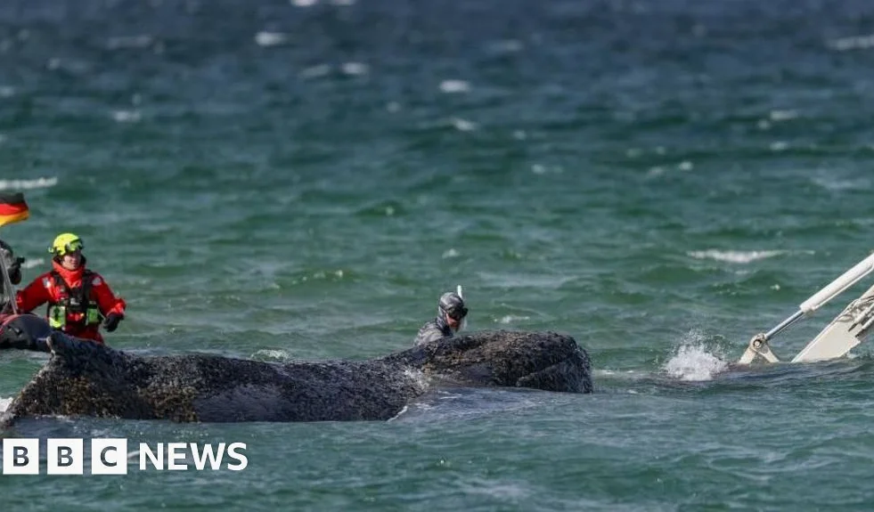 Rettung von Wal im Nordosten Deutschlands