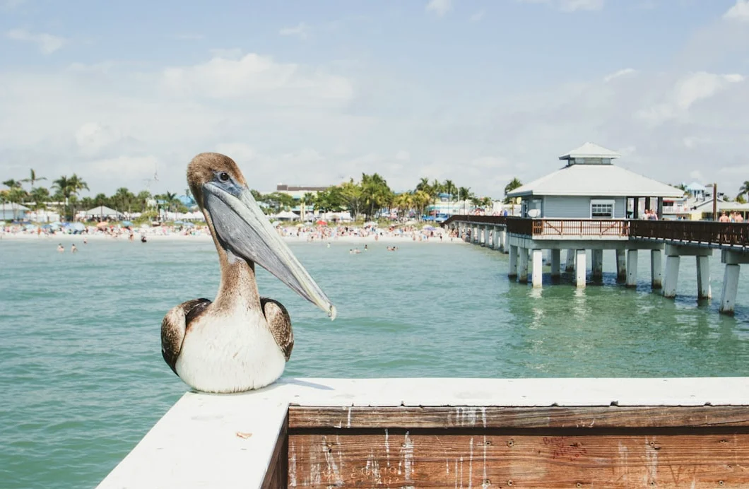 Gulf of Mexico Oil Spill Kills Wildlife, Damages Reefs
