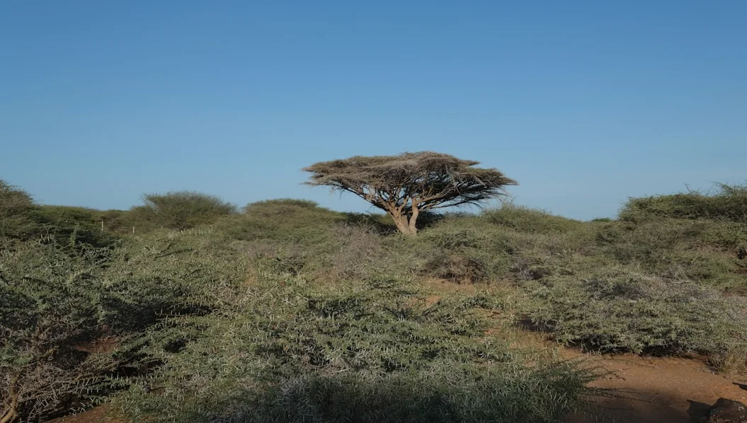 Nine Dead, 45 Missing as Boat Sinks Off Djibouti Coast