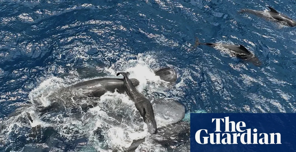 Scientists Film Sperm Whale Giving Birth with Help from Other Whales