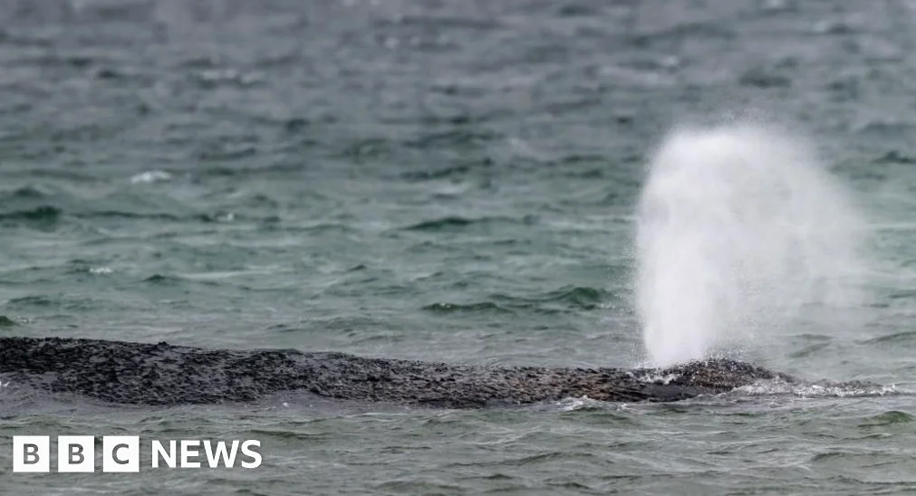 Whale swims off sandbank after German rescue effort