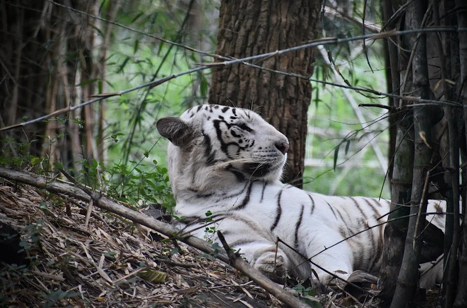 Tiger Woods arrestado por DUI tras accidente en Florida