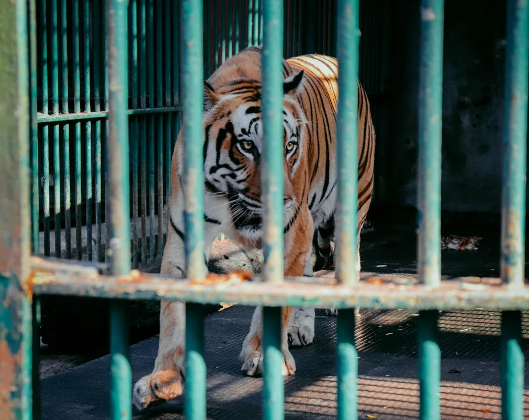 Tiger Woods Released on Bail After Florida DUI Arrest