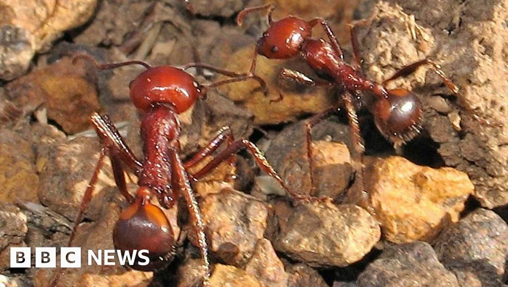 Ants for $220: Wildlife trafficking hits new frontier in Kenya