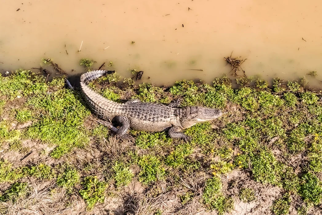 Influencer Clavicular wegen Alligator-Schießerei verhaftet
