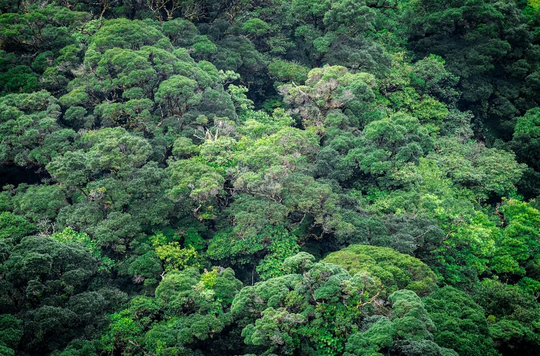 지구 기후 균형 붕괴, 기록적 극단 기록