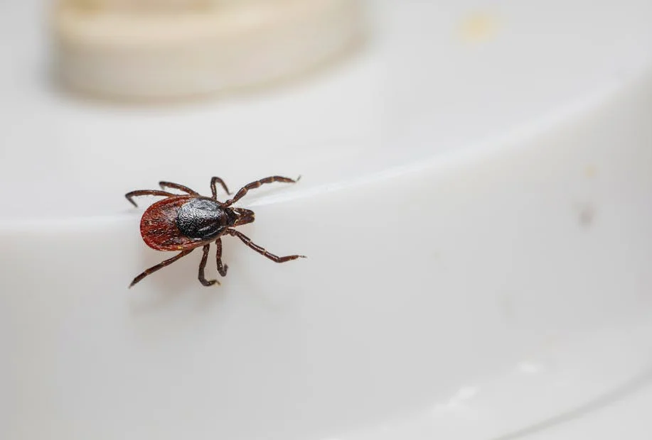 Pfizer to seek FDA approval for Lyme disease vaccine candidate despite trial miss