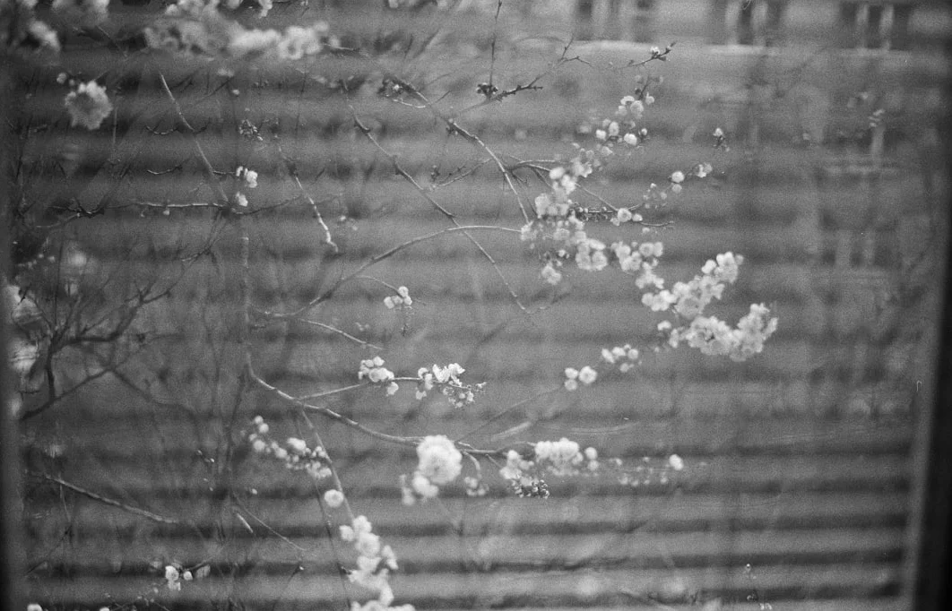 Project Hail Mary erreicht 54,5 Millionen Dollar im zweiten Wochenende