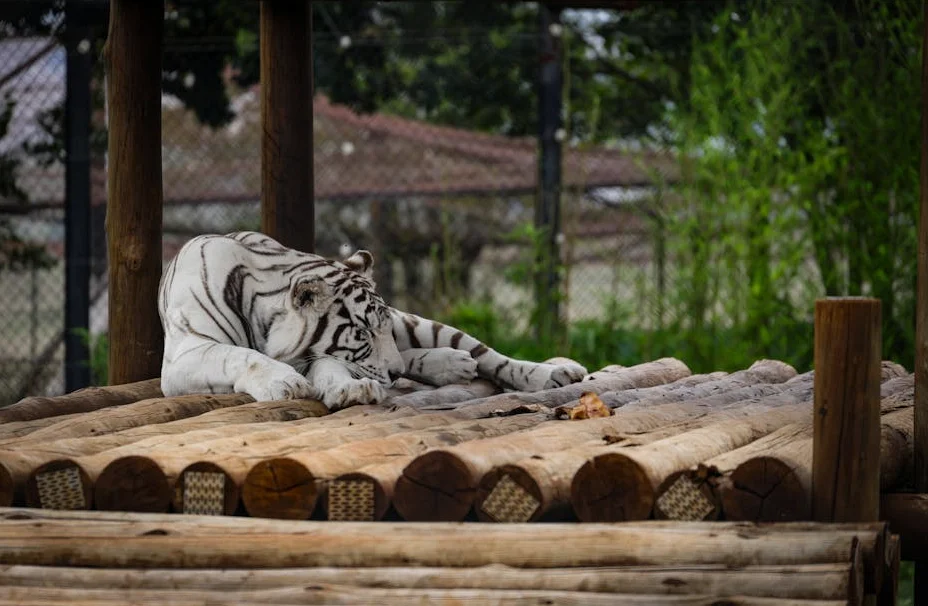 Tiger Woods Banned from Driving Trump’s Grandchildren