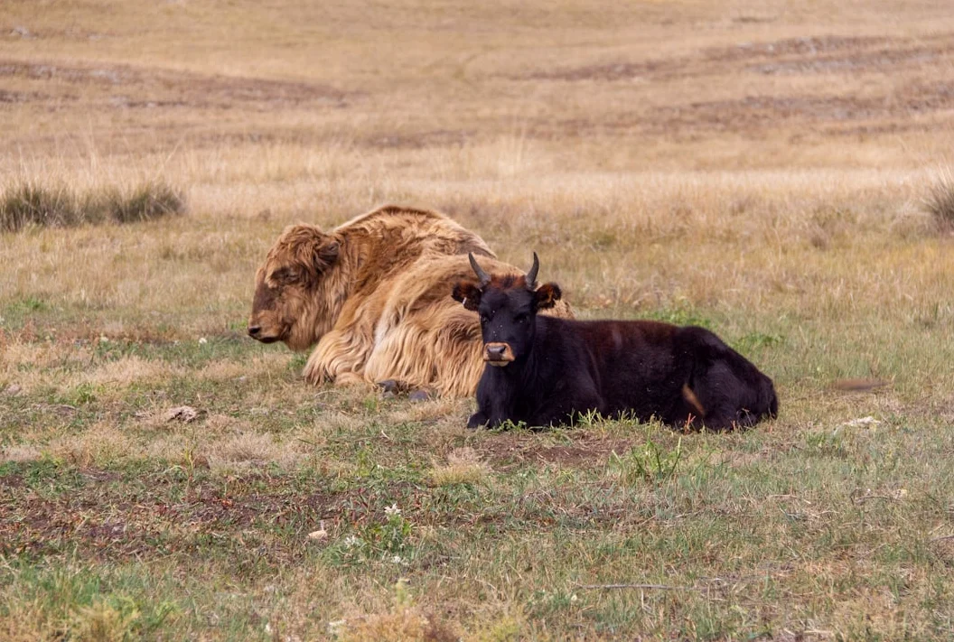 Jaden Ivey Waived by Bulls After Anti-LGBTQ+ Comments