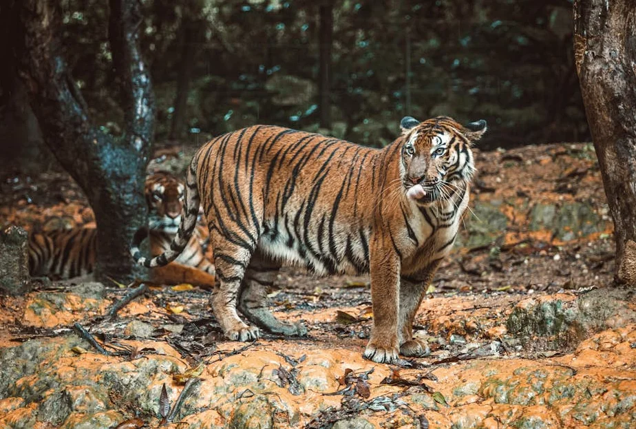 Tiger Woods Steps Away After Florida Crash, 4 Sources Report