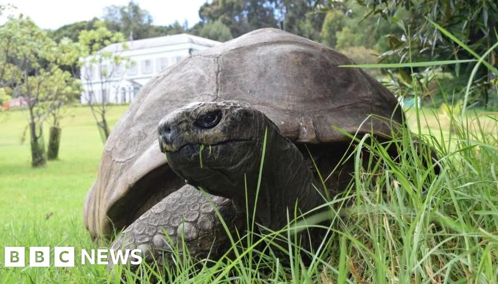 World's Oldest Known Tortoise Dies at 193