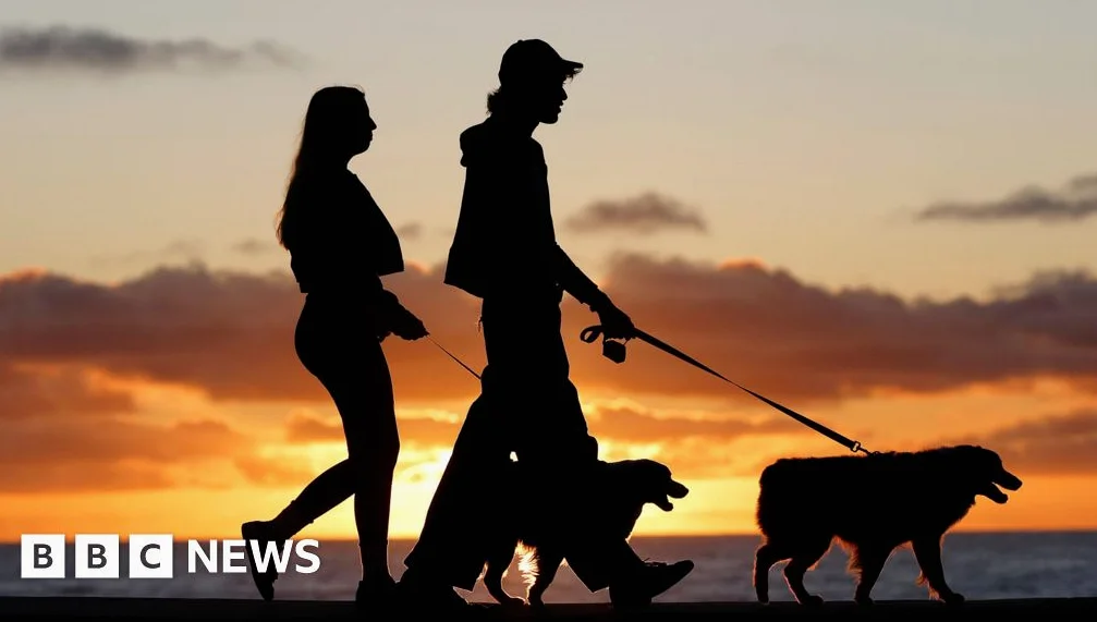 Brasil aprueba custodia compartida de mascotas en nuevo marco legal