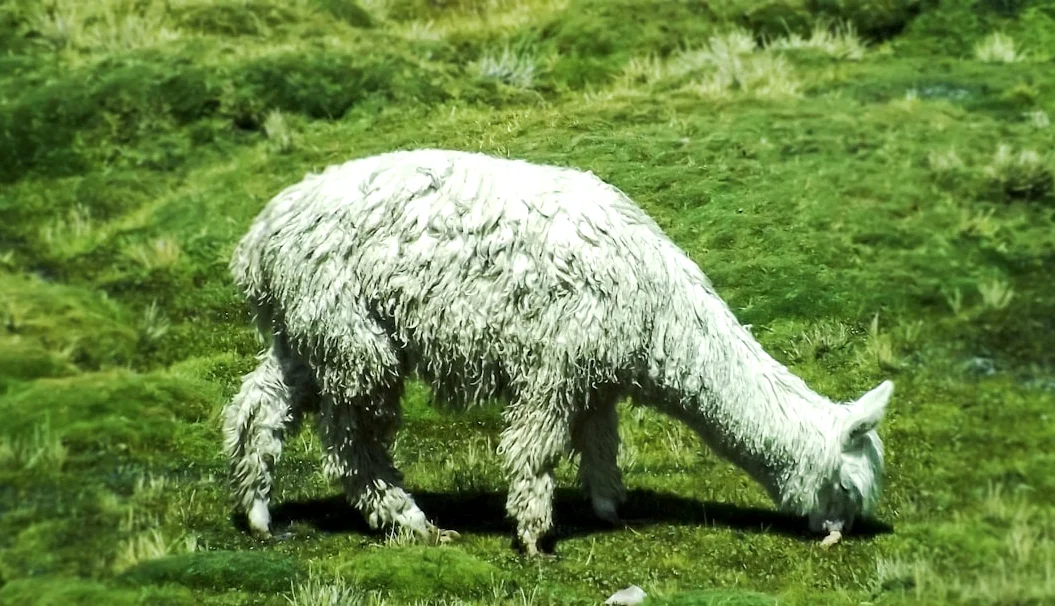 世界最古の陸上動物 ジョナタン亀、192歳で健在