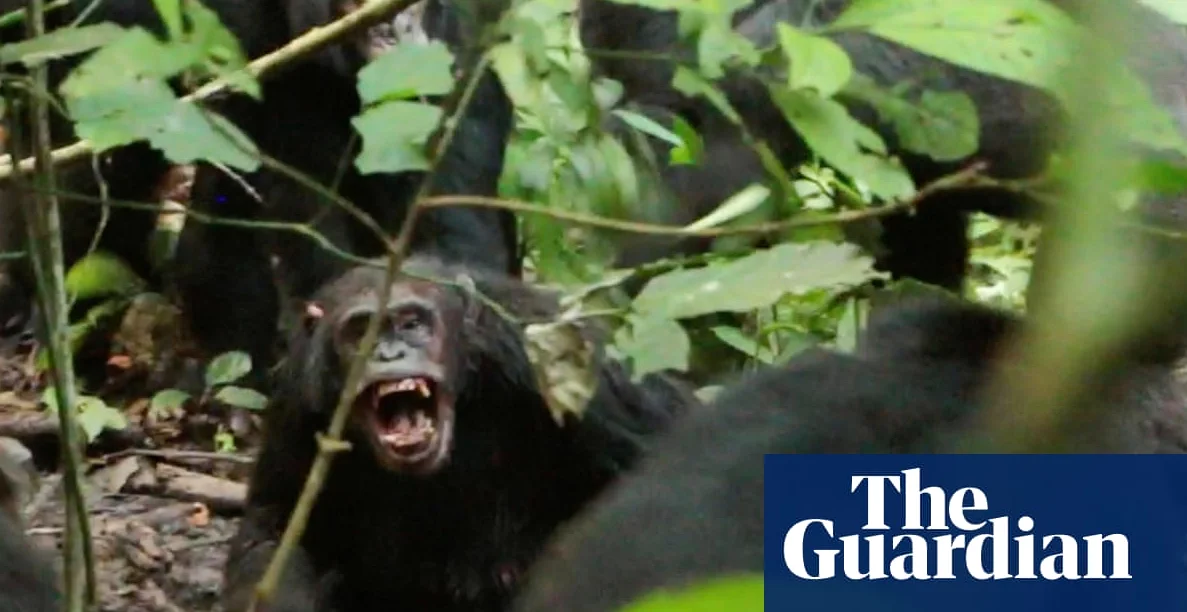 Chimpanzee Civil War: 24 Coordinated Attacks Recorded