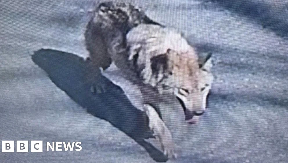 South Korea Deploys Thermal Cameras in Hunt for Escaped Wolf