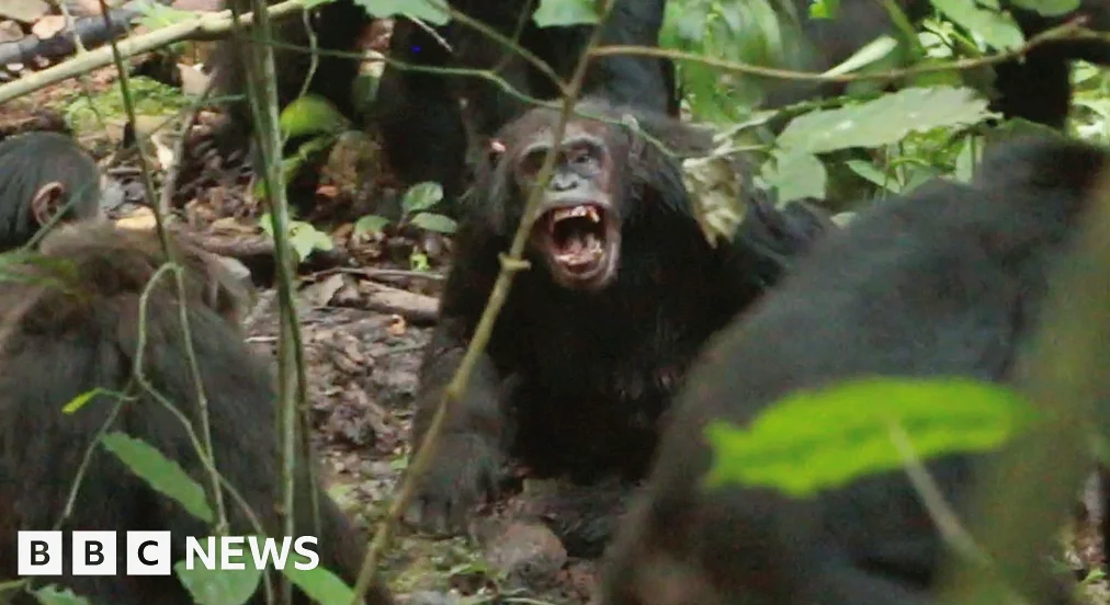 Chimpanzees in Uganda Locked in Vicious Civil War, Study Finds