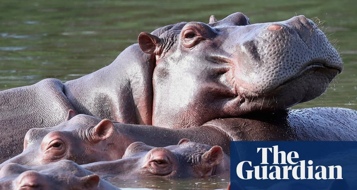 코로나, 에스코바르 사육장 출신 히포 80마리 사냥 계획 발표