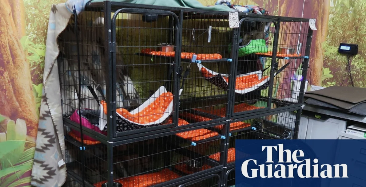 31 Sloths Die in Florida Warehouse as Officials Investigate 'Sloth World'