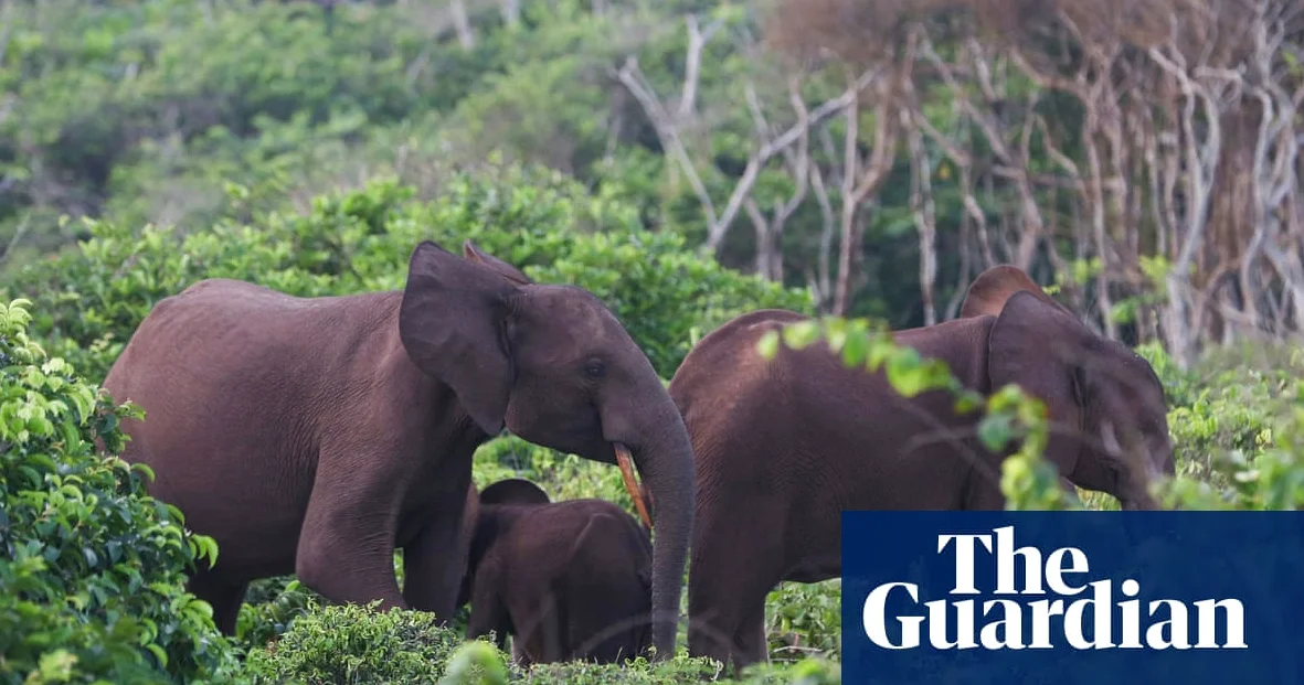 US millionaire big-game hunter dies after being crushed by elephants