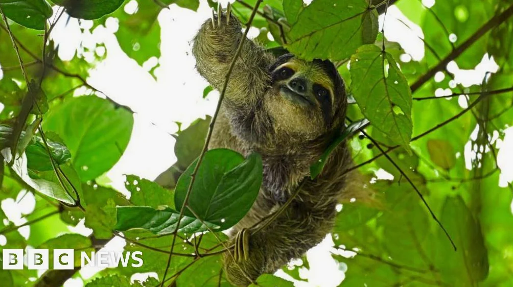 31 Sloths Die in Florida Before Attraction Opening