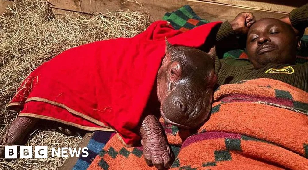 Orphaned Baby Hippo Bumpy to Be Hand-Reared in Kenya