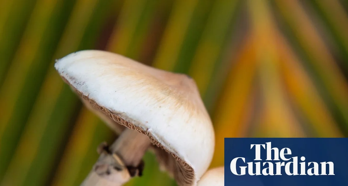 Single Dose Magic Mushroom Use May Alter Brain Anatomy, Study Finds