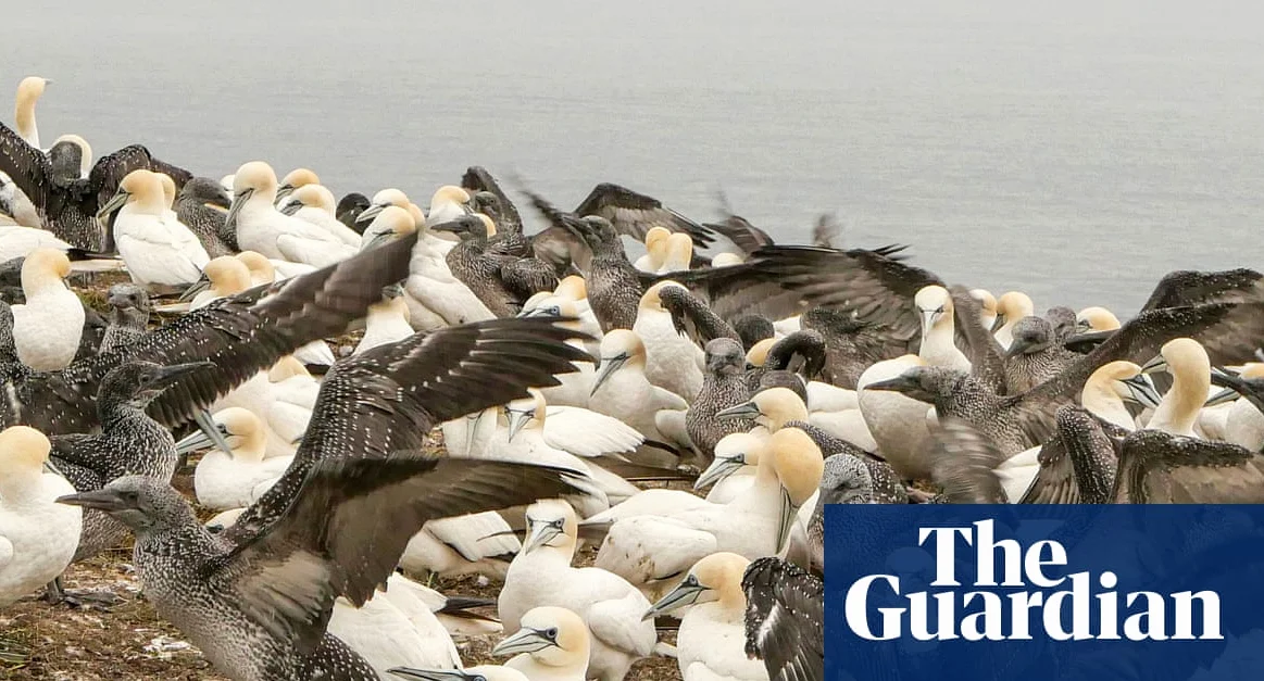 Seabird Eggs Show 74% Drop in Forever Chemicals