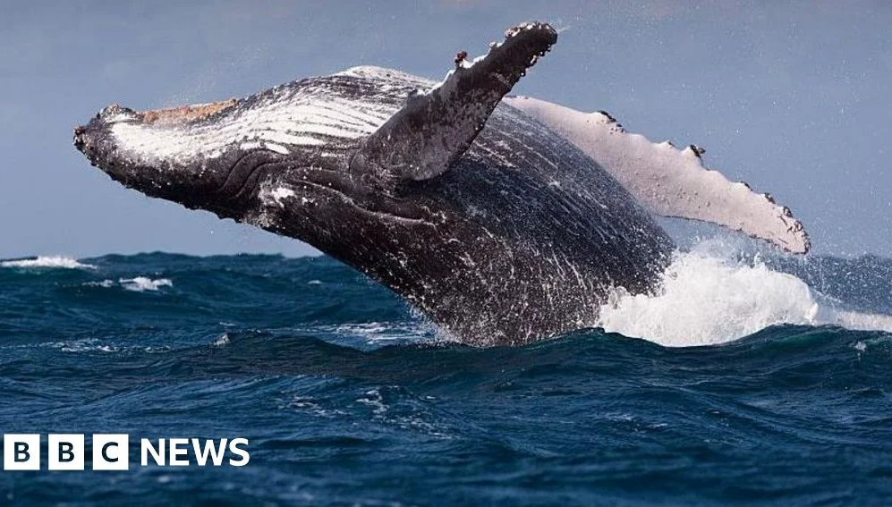 Whales Could Be Harmed by Diverted Ships Avoiding Middle East