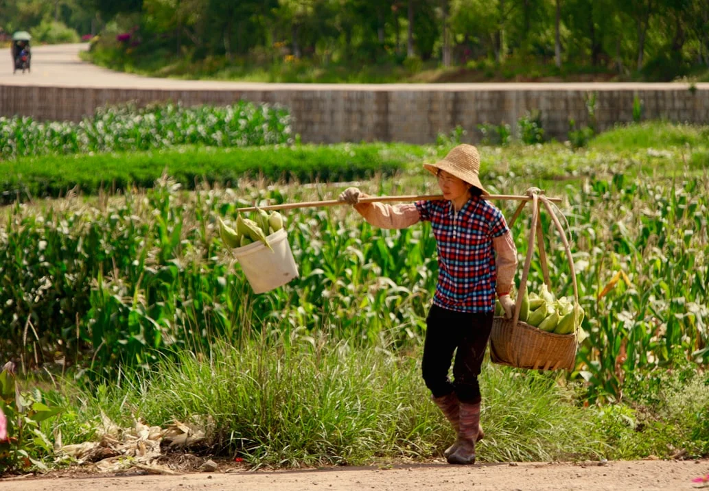 US Says China to Buy $17B in Agricultural Goods Annually