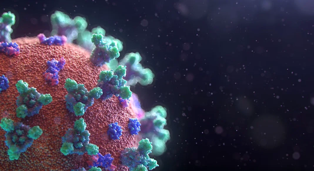 WHO: 12th hantavirus case confirmed in the Netherlands