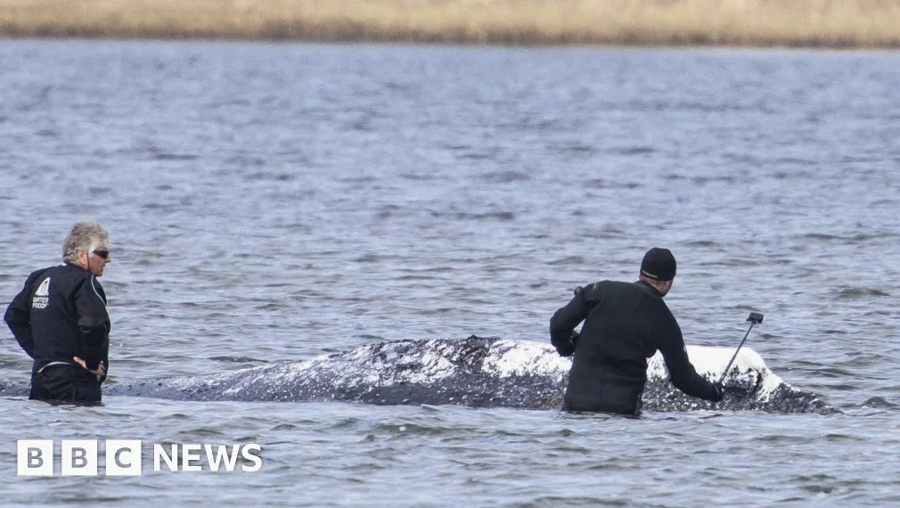 Dead Whale Towed Ashore in Denmark Ahead of Autopsy