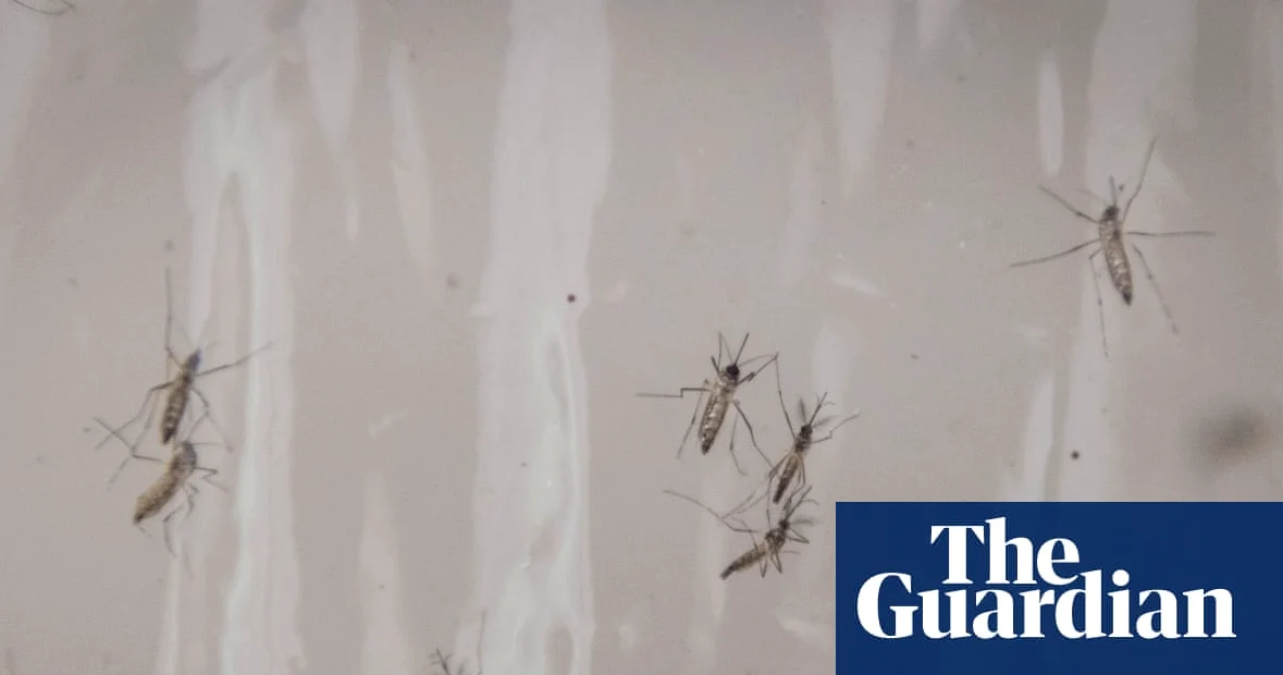 Google Seeks to Release 32M Mosquitoes to Combat Disease