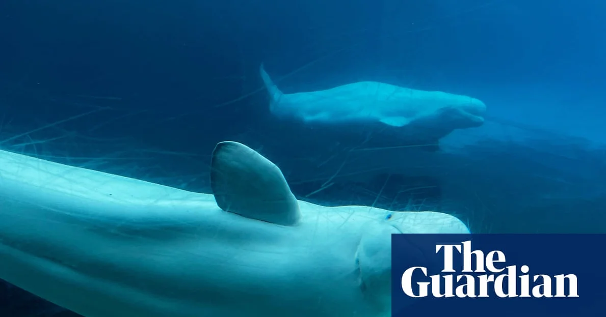 Canada endorses embattled marine park’s relocation of 30 belugas