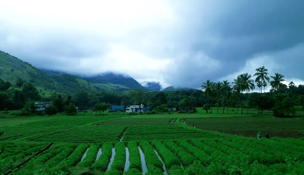 Monsoon rain reaches Kerala 3 days late but on time to save Indian harvests
