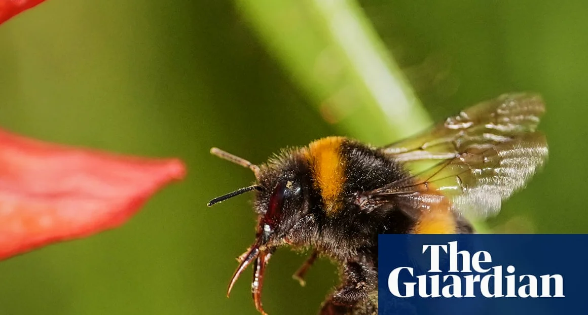 Bees Use Tools to Solve Problems, Study Finds