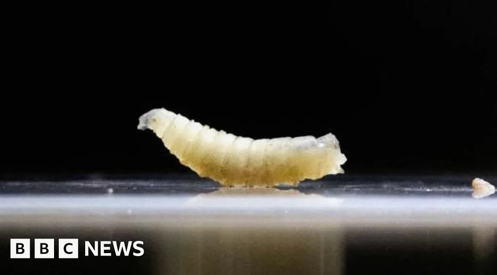 US plans to fight flesh-eating screwworm with flies and dogs