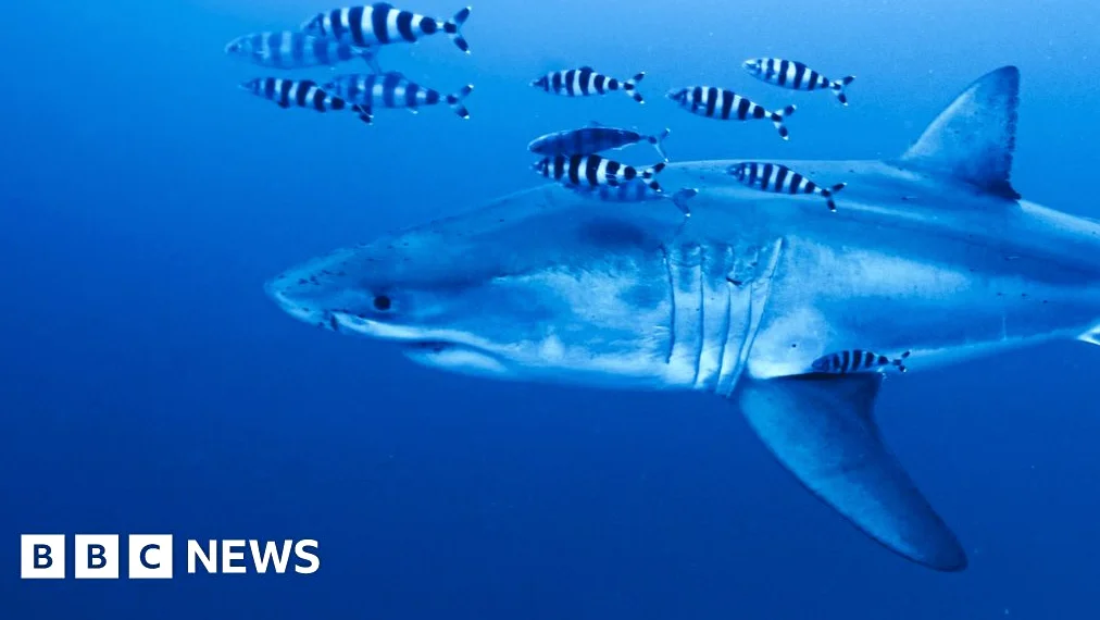 Rare footage captured of Great White shark in Mediterranean Sea