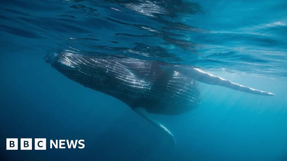 530万年前のクジラ墓場発見　1200キロに及ぶ