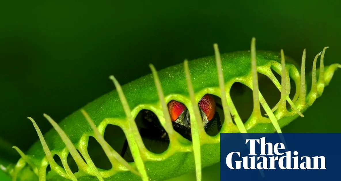 Scientists Reveal Surprising Mechanism Behind Venus Flytrap’s Rapid Snap