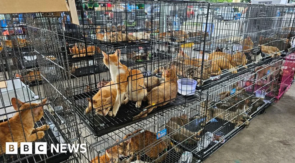 Over 400 Cats Stolen for Food in Vietnam Rescued by Police