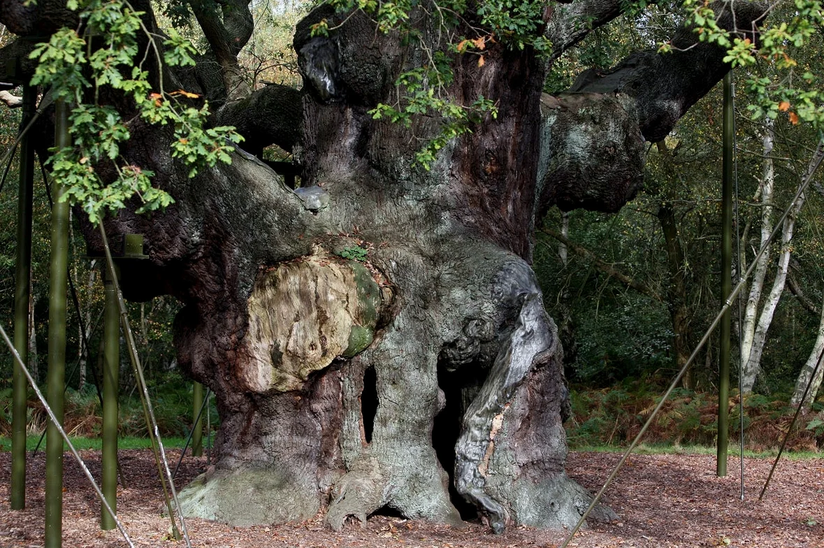 Ancient Oak Tree Sheltered Robin Hood Has Died