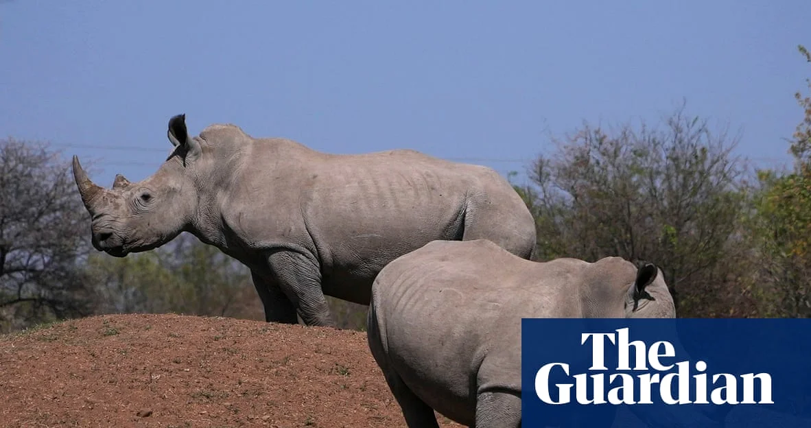 South African Sentenced in World’s Largest Rhino Horn Trafficking Case
