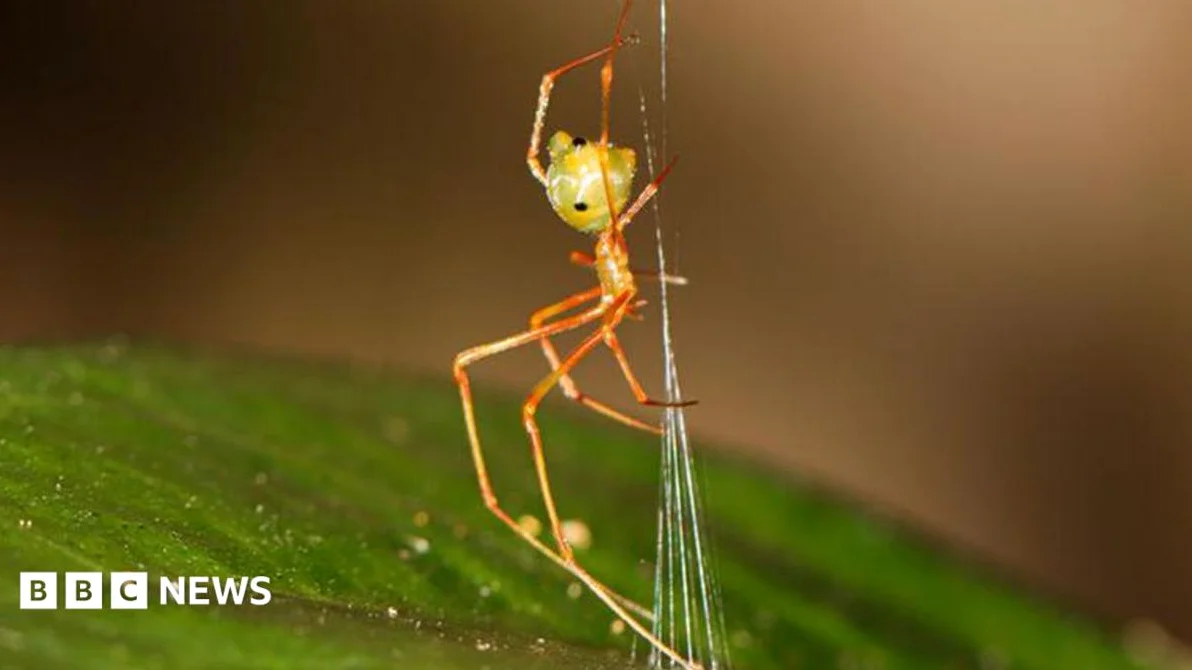 Spider which uses spring trap to capture prey discovered in Australia