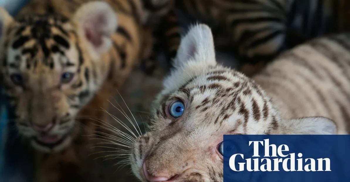 キューバの動物園、ベンガルトラ4頭の誕生を祝う