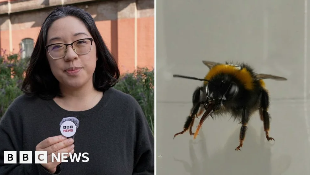 Do bees have feelings? Study reveals the insects' 'inner life'