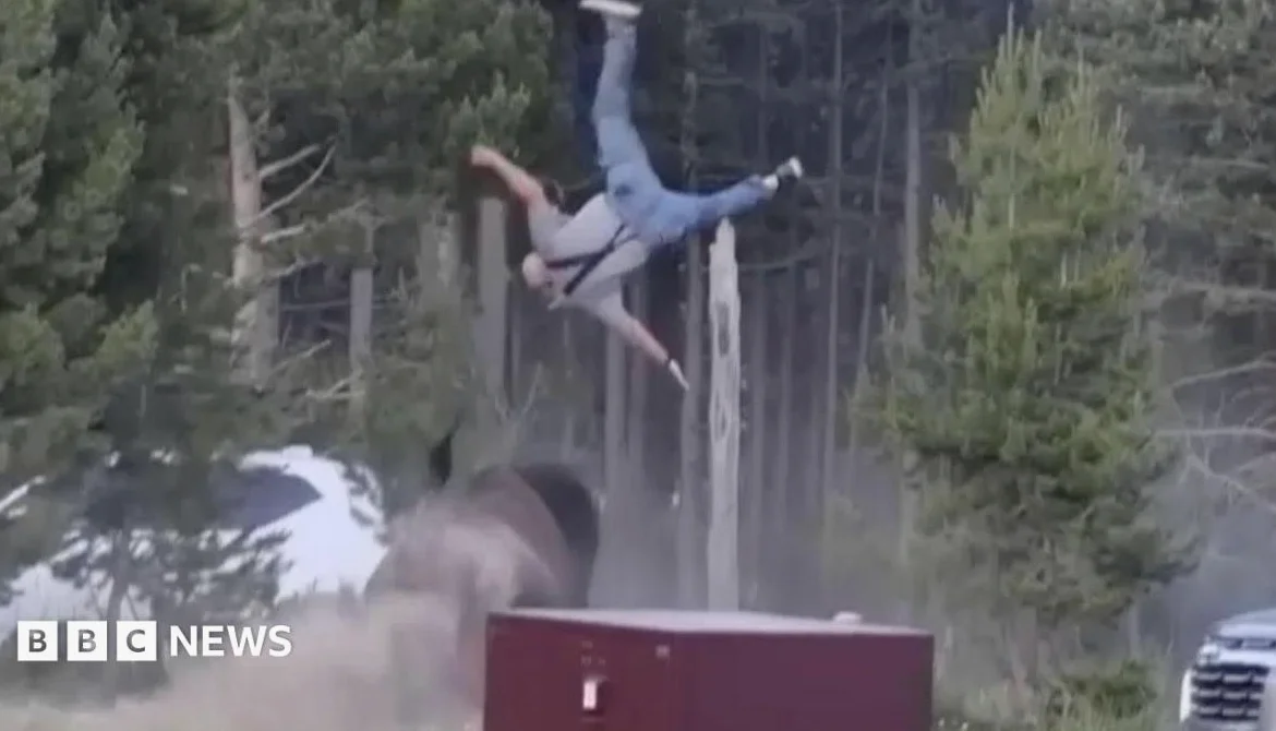 Bison Rams Grandfather in Yellowstone, Sends Him Flying