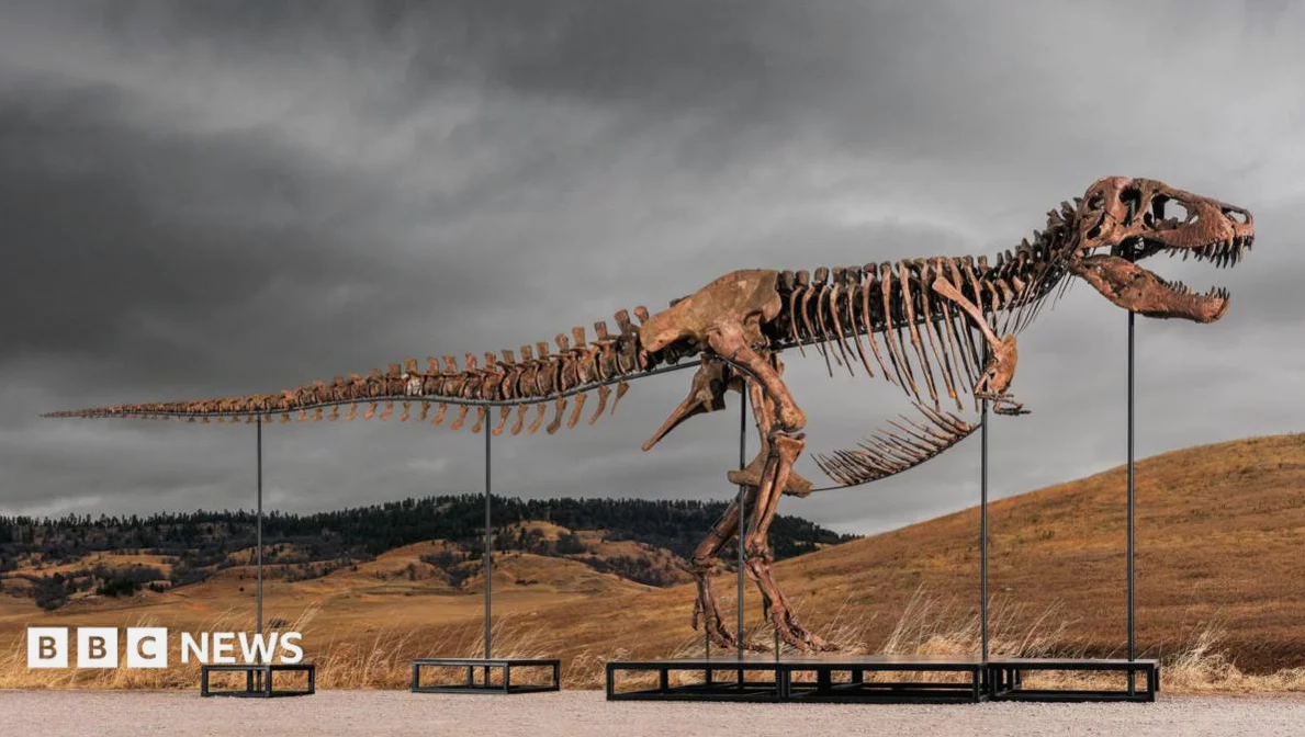 Tyrannosaurus rex most expensive dinosaur ever sold