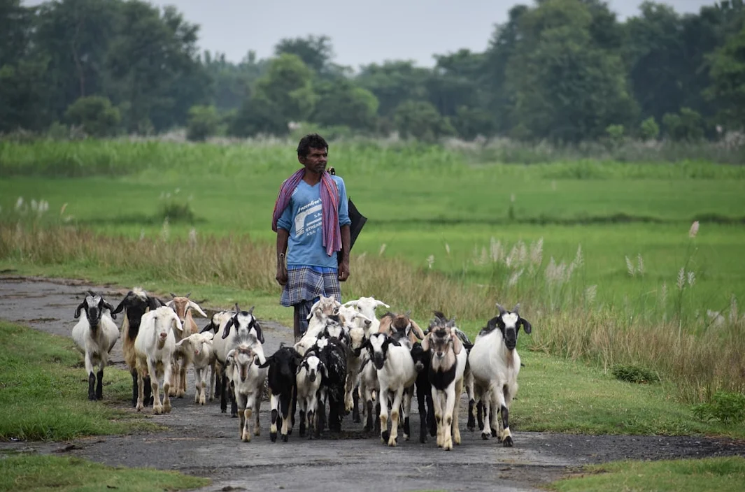 Indian Village Football Tournament Awards Goats as Trophies