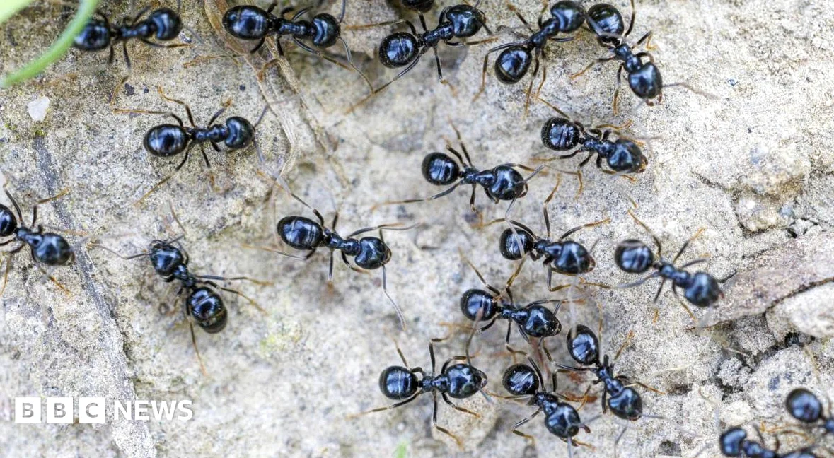 Michelin-starred restaurateur faces jail for using ants as dessert garnish